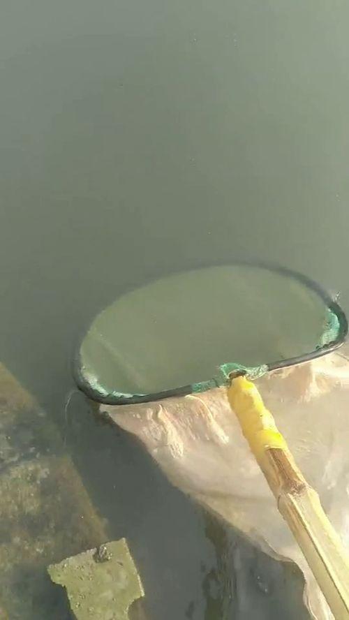 捞鱼虫视频,揭秘水下生态奇观