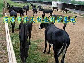 爆料大驴的视频大全集播放,揭秘爆笑瞬间，笑点连连的欢乐盛宴