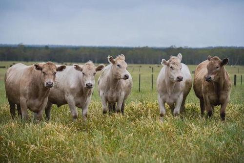 小牛在日本,文化碰撞与美食探索之旅