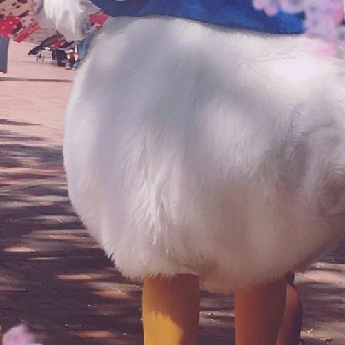 日本的卡通鸭子,日本动漫界的可爱代表