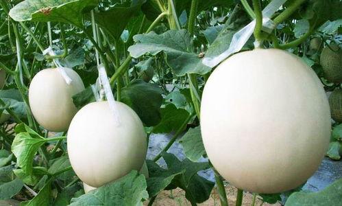 甜瓜娱乐爆料君是谁,幕后推手竟是...