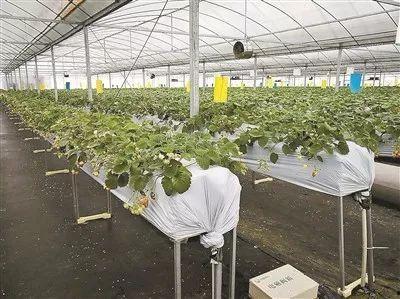 日本阳田,探寻日本乡村的宁静与魅力