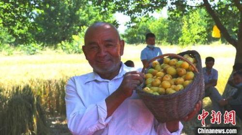 日本有杏子,甜蜜果实中的文化传承与美食探索